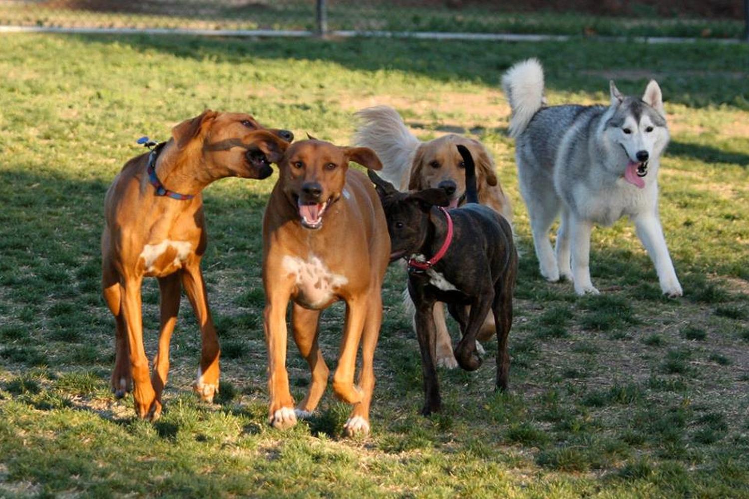 Conway's PetSafe Dog Park 9