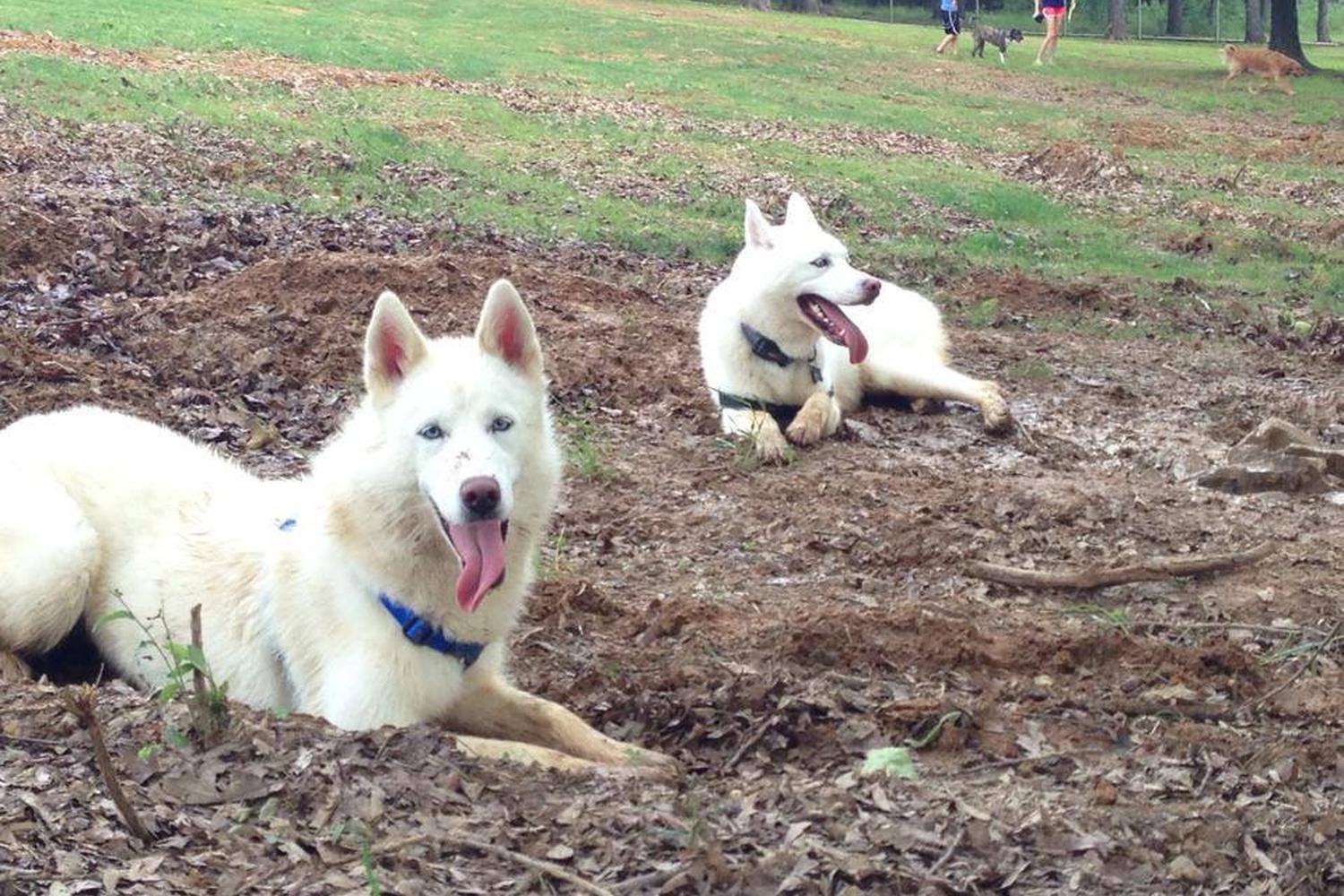 Conway's PetSafe Dog Park 5