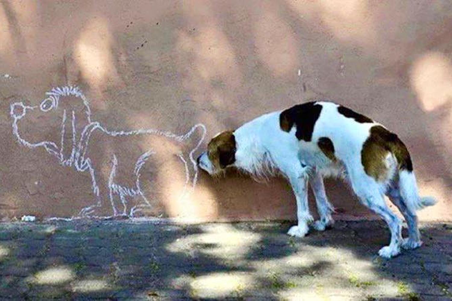 Conway's PetSafe Dog Park 1