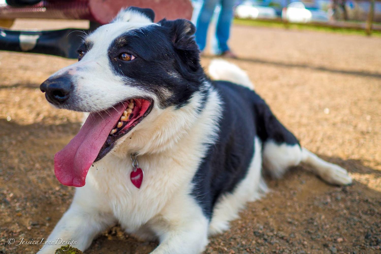 Bill Goodspeed Happy Tails Dog Park 6