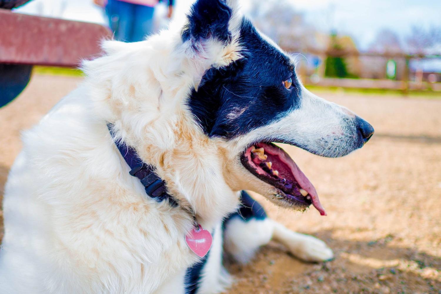 Bill Goodspeed Happy Tails Dog Park 3