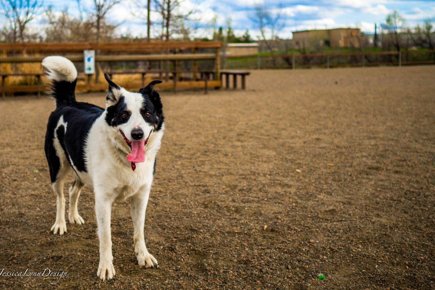 Bill Goodspeed Happy Tails Dog Park 1
