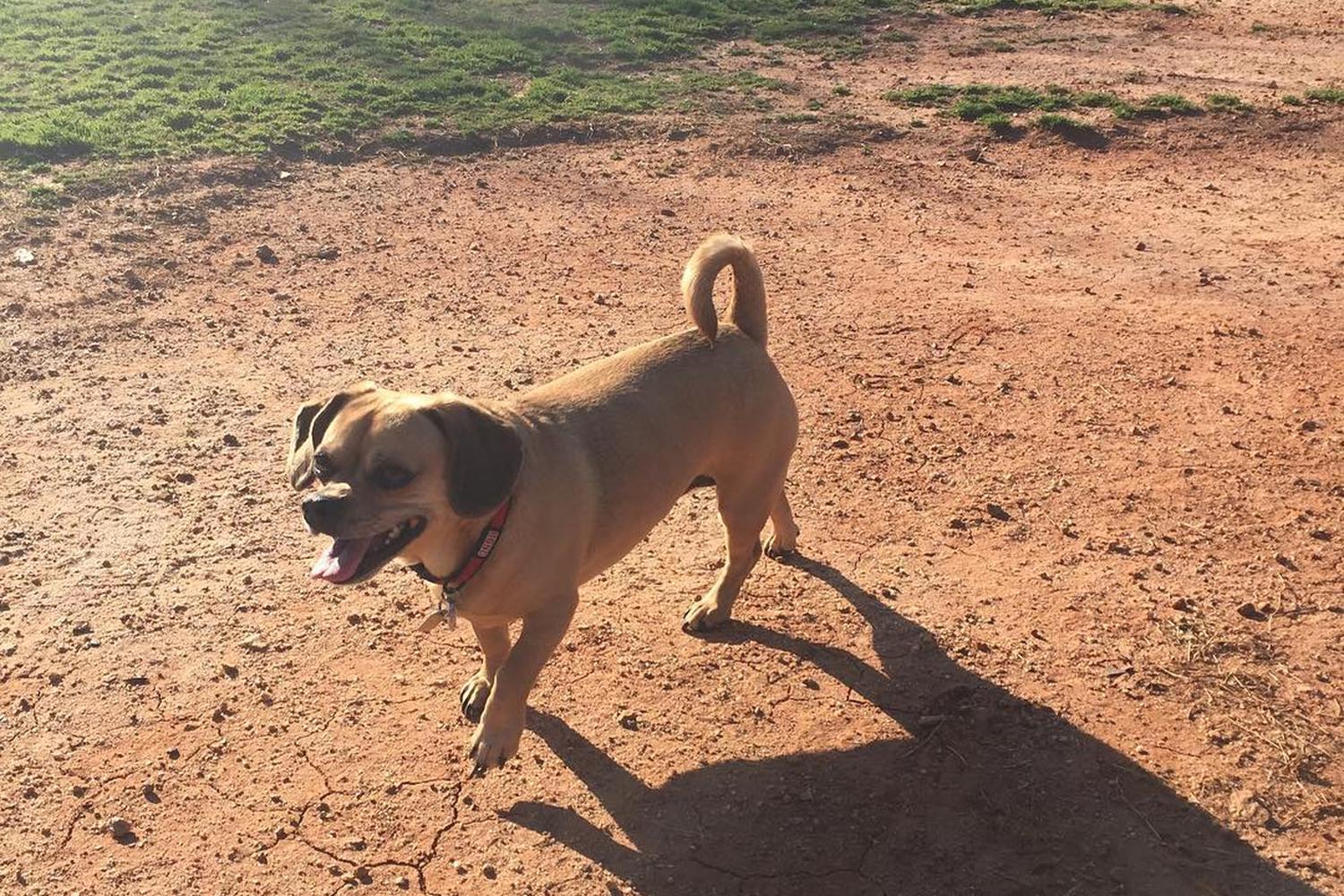 Flaherty Dog Park 5