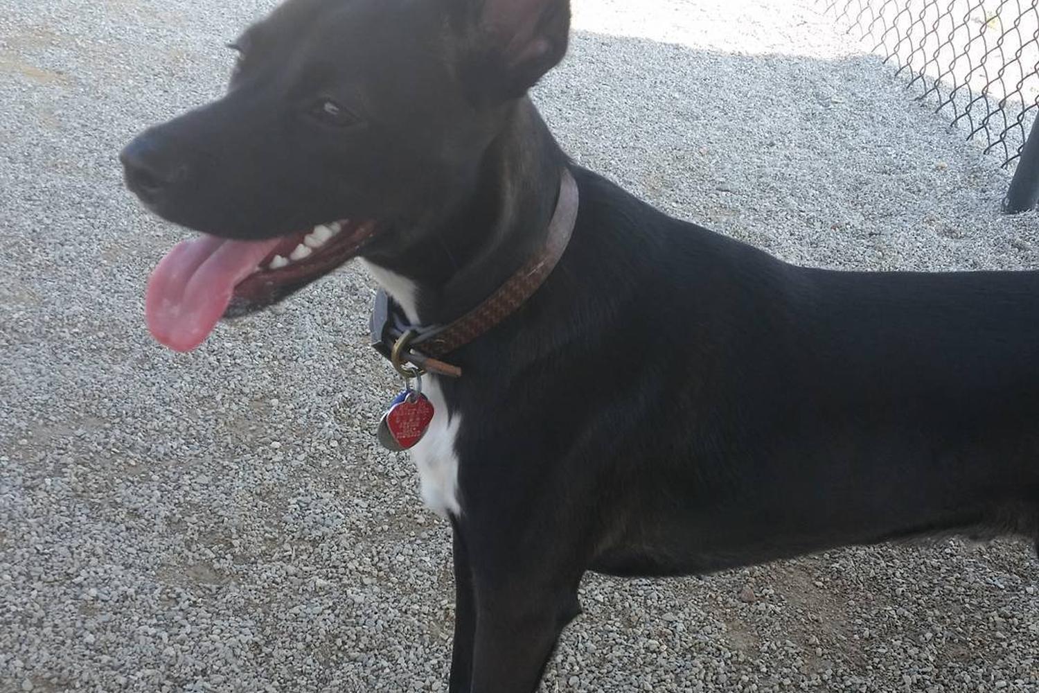 Forgey Dog Park 0