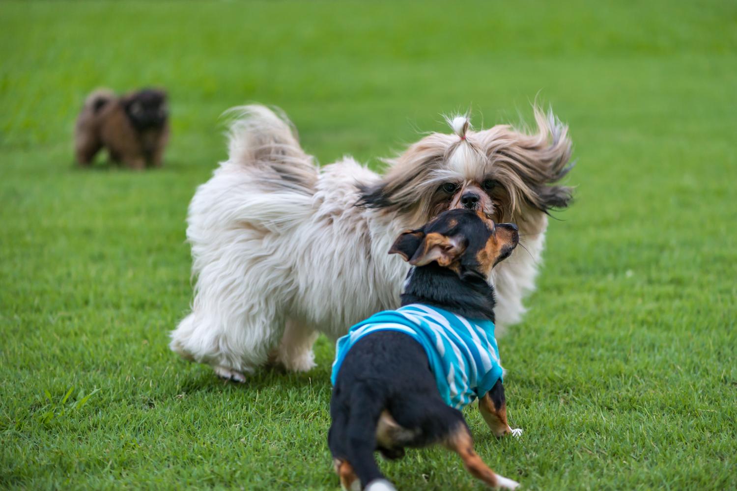 Forgey Dog Park 5