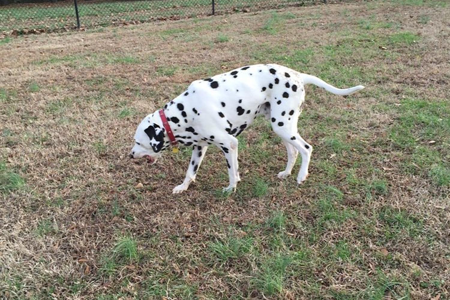 Forgey Dog Park 4