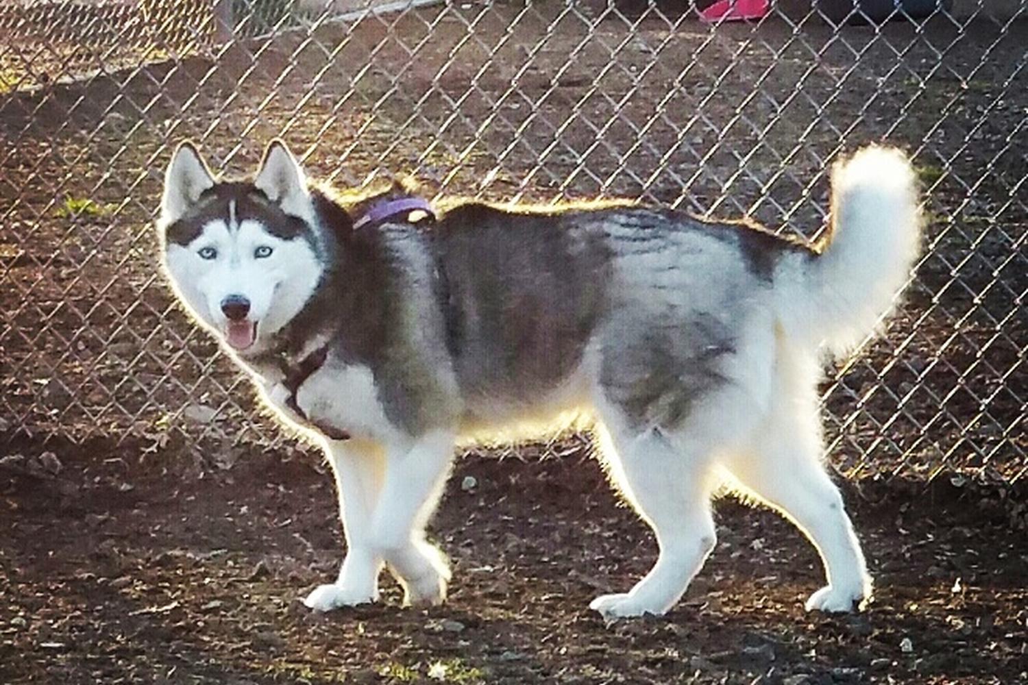 James J. Braddock North Hudson County Park Dog Run 3
