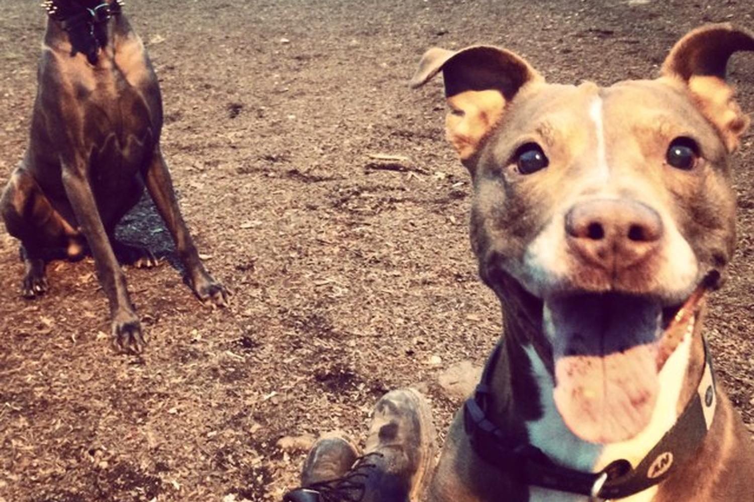 James J. Braddock North Hudson County Park Dog Run 4