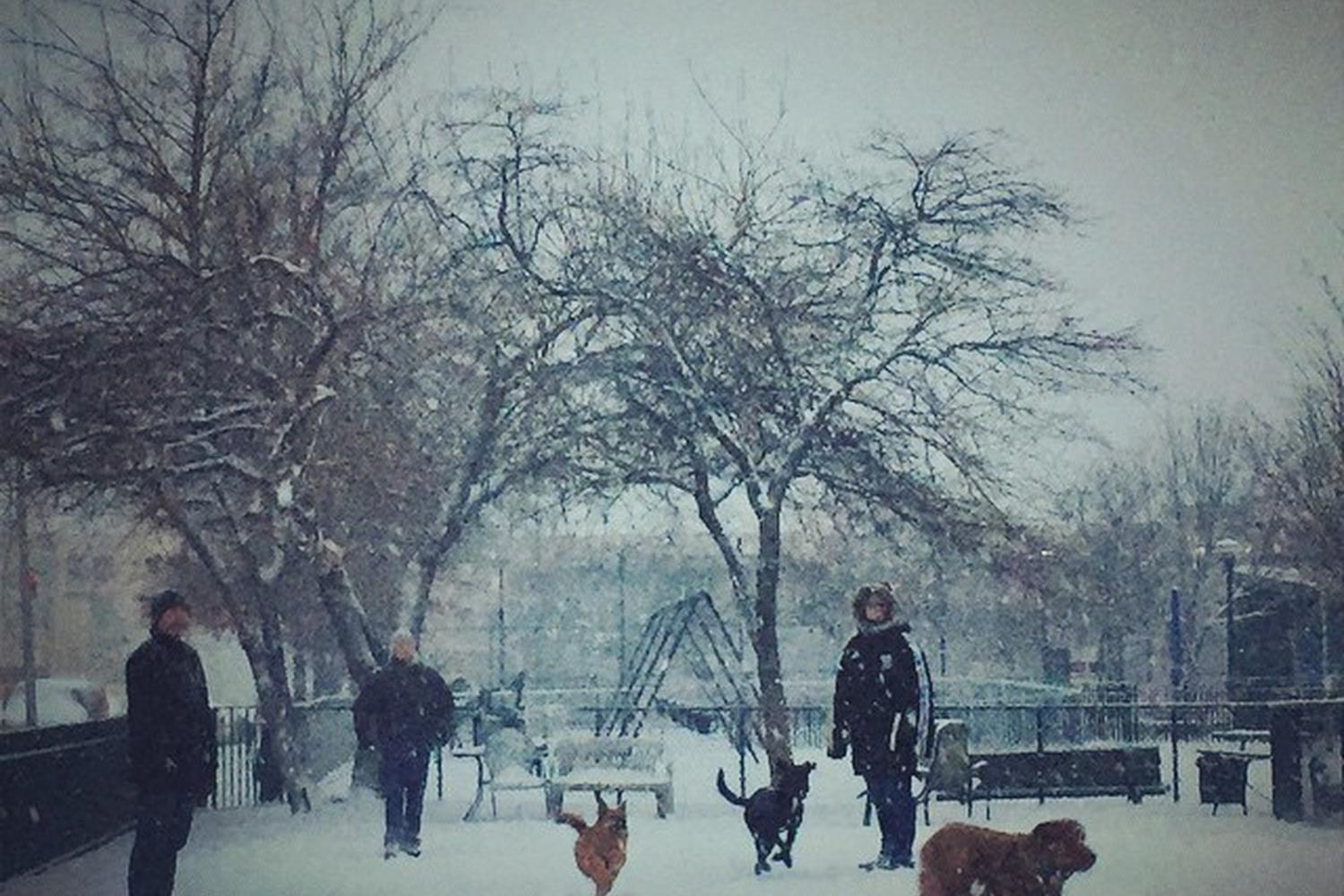 Murray Playground Dog Run 0