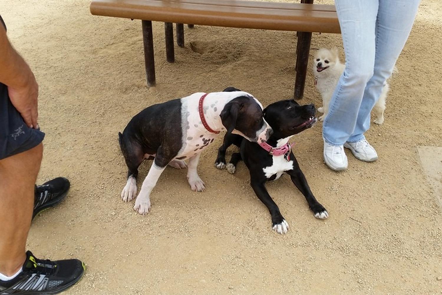 Trancas Canyon Dog Park 4
