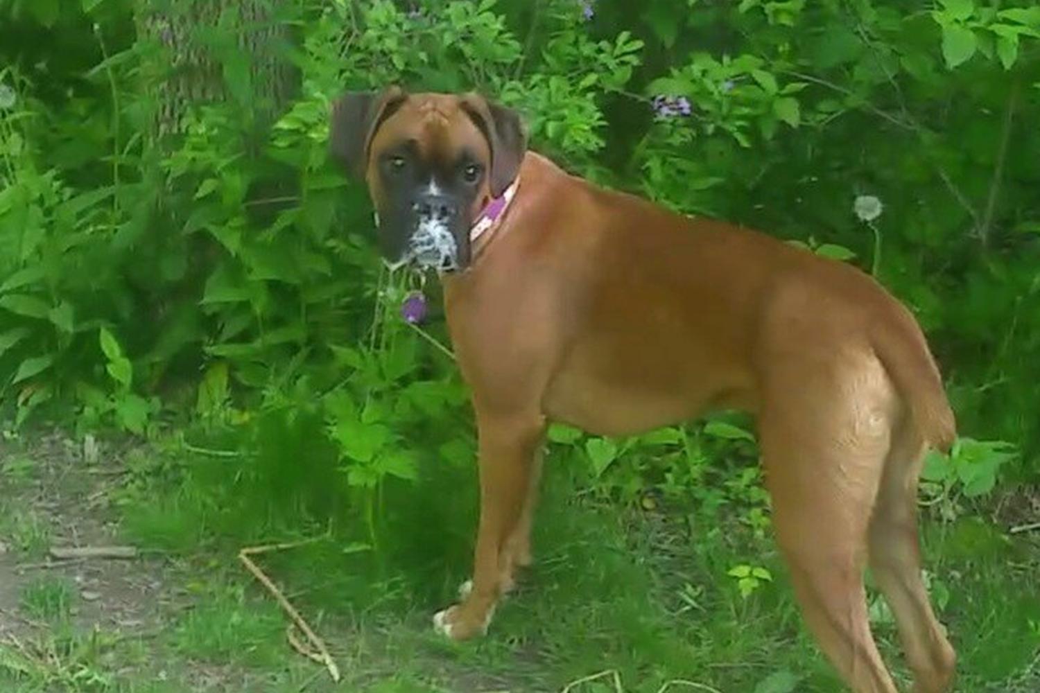 Warnimont Park Dog Exercise Area 5