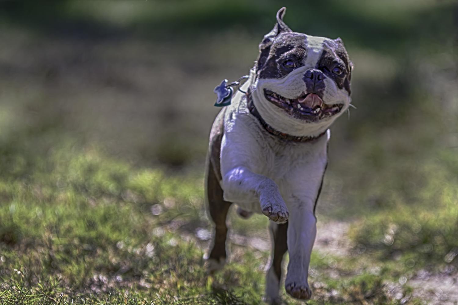 Warnimont Park Dog Exercise Area 6