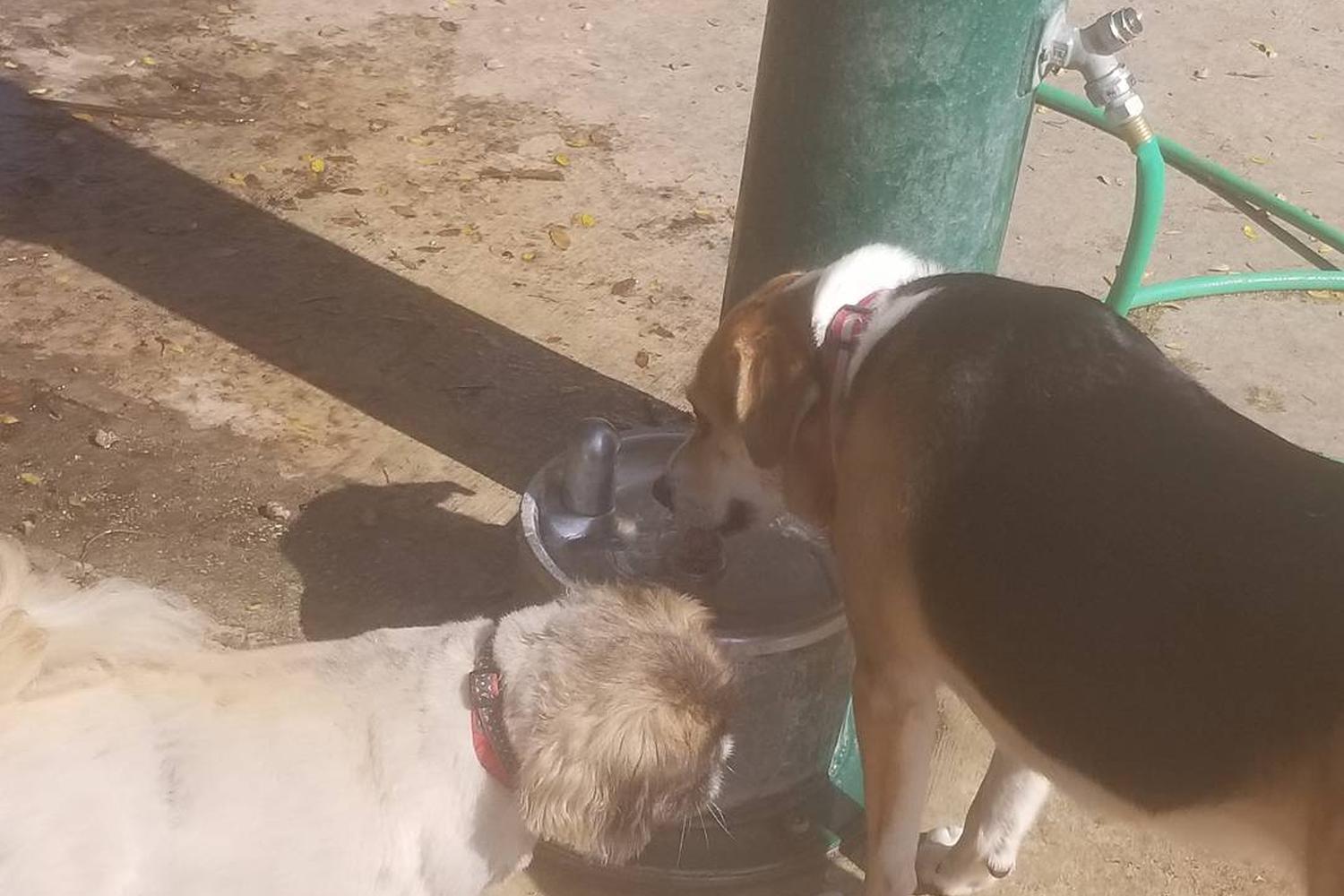 Madison Square Dog Park  7