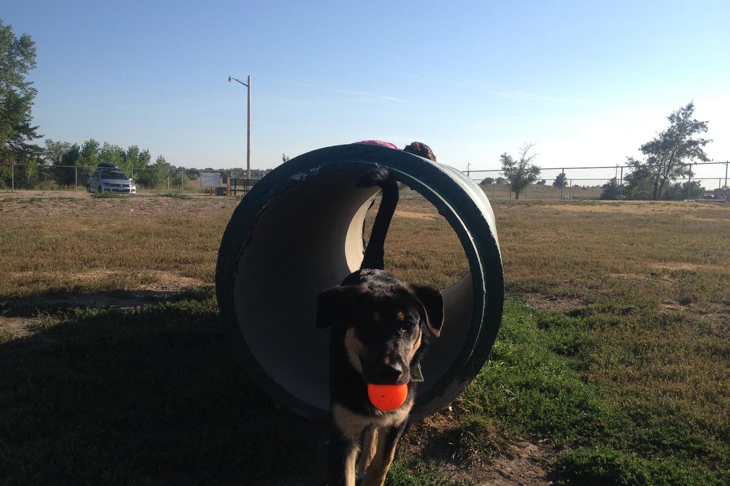 Meadowlark North Dog Park 2