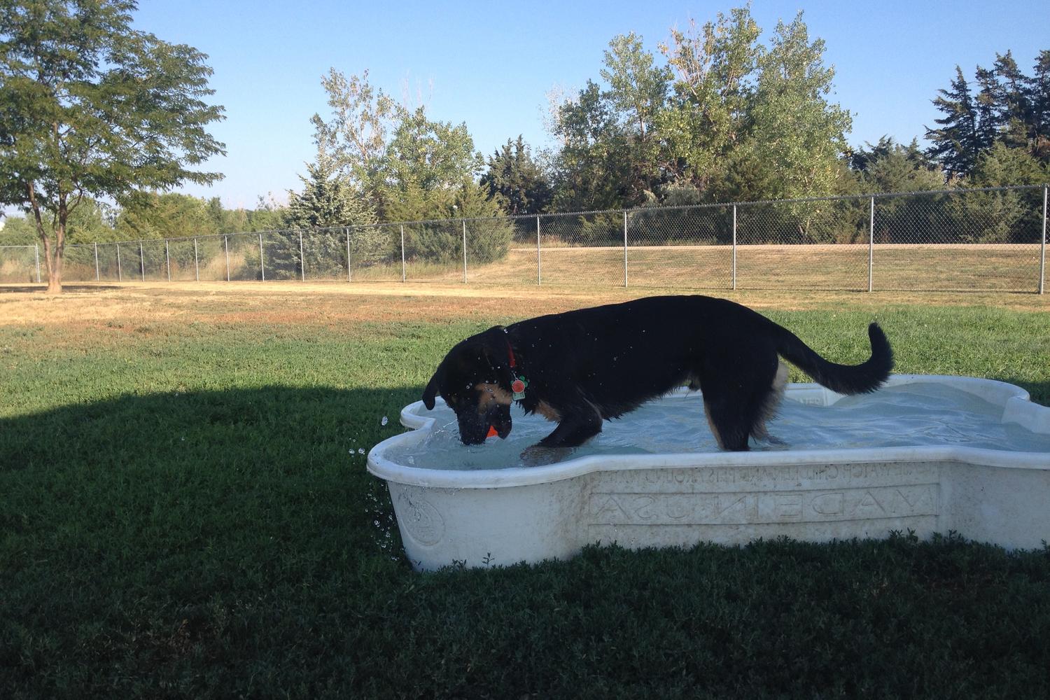 Meadowlark North Dog Park 1