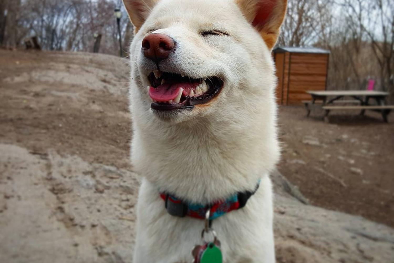 St. Nicholas Dog Park 5