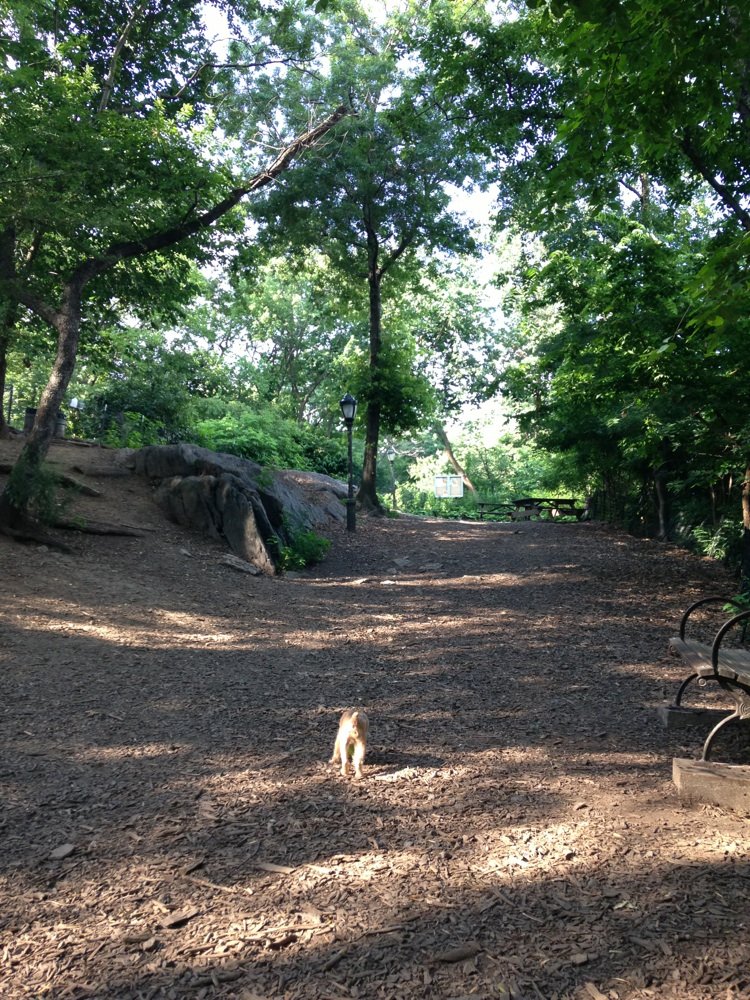 St. Nicholas Dog Park 4
