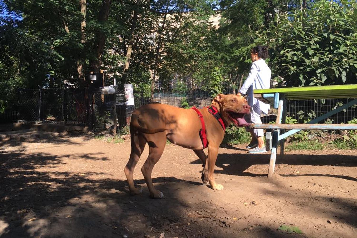 St. Nicholas Dog Park 0