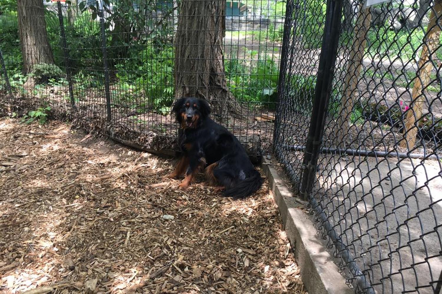 St. Nicholas Dog Park 2