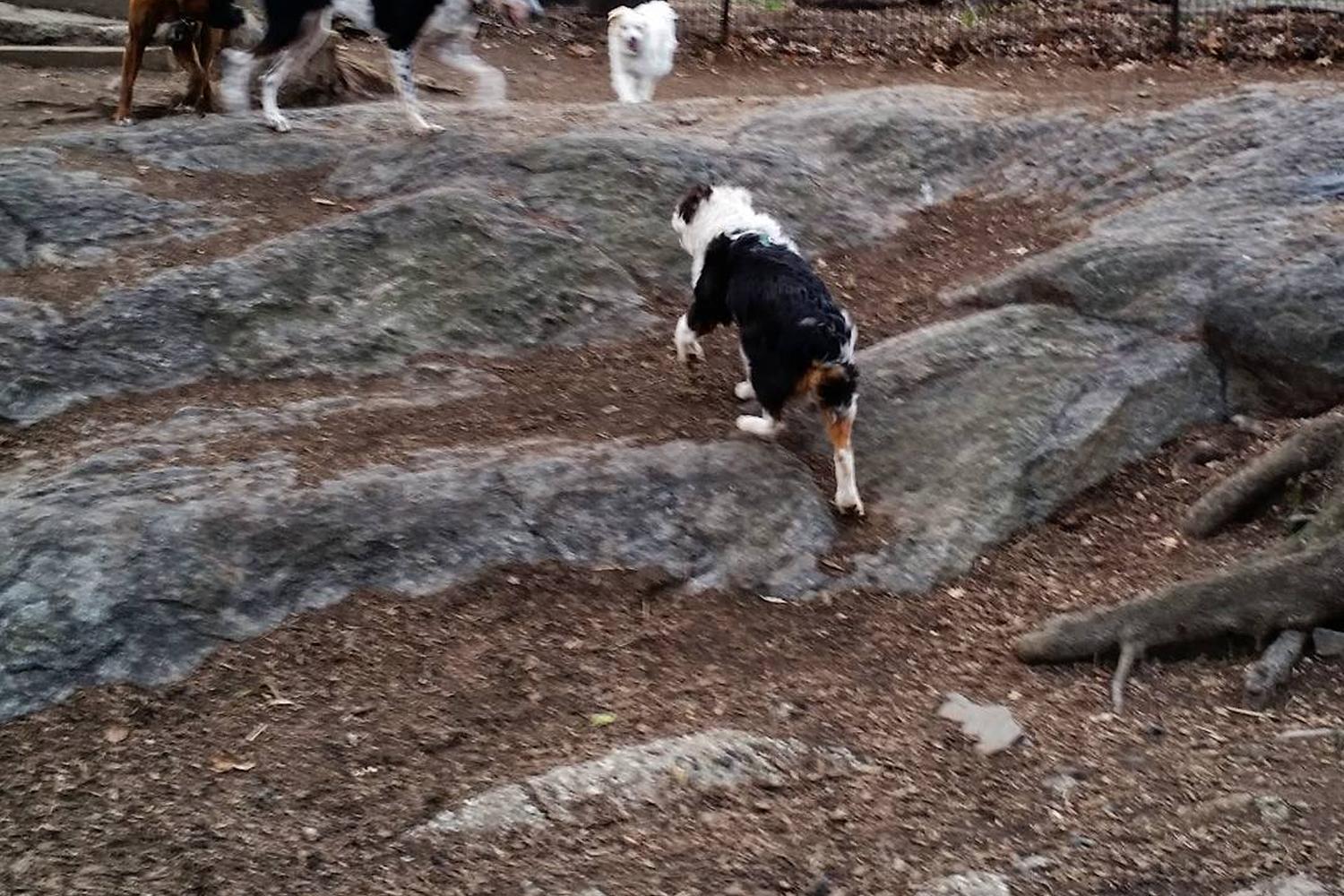 St. Nicholas Dog Park 6