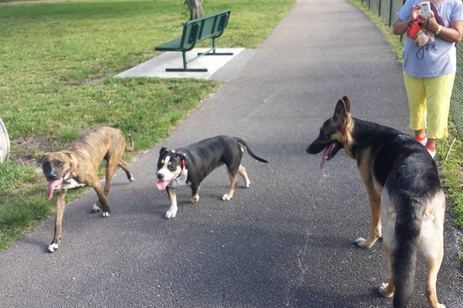 Dr. Steven G. Paul Dog Park 11