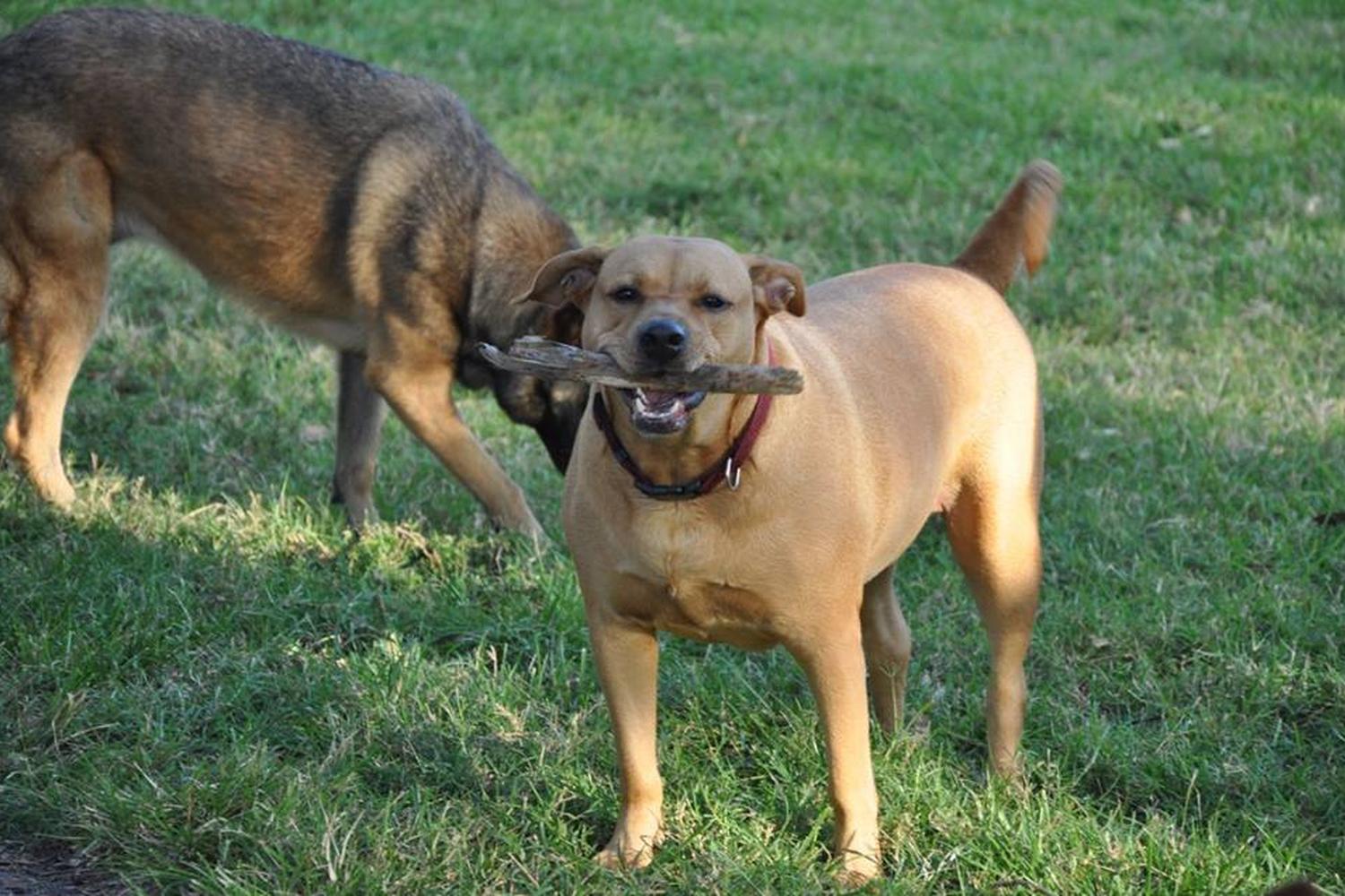 Dr. Steven G. Paul Dog Park 6