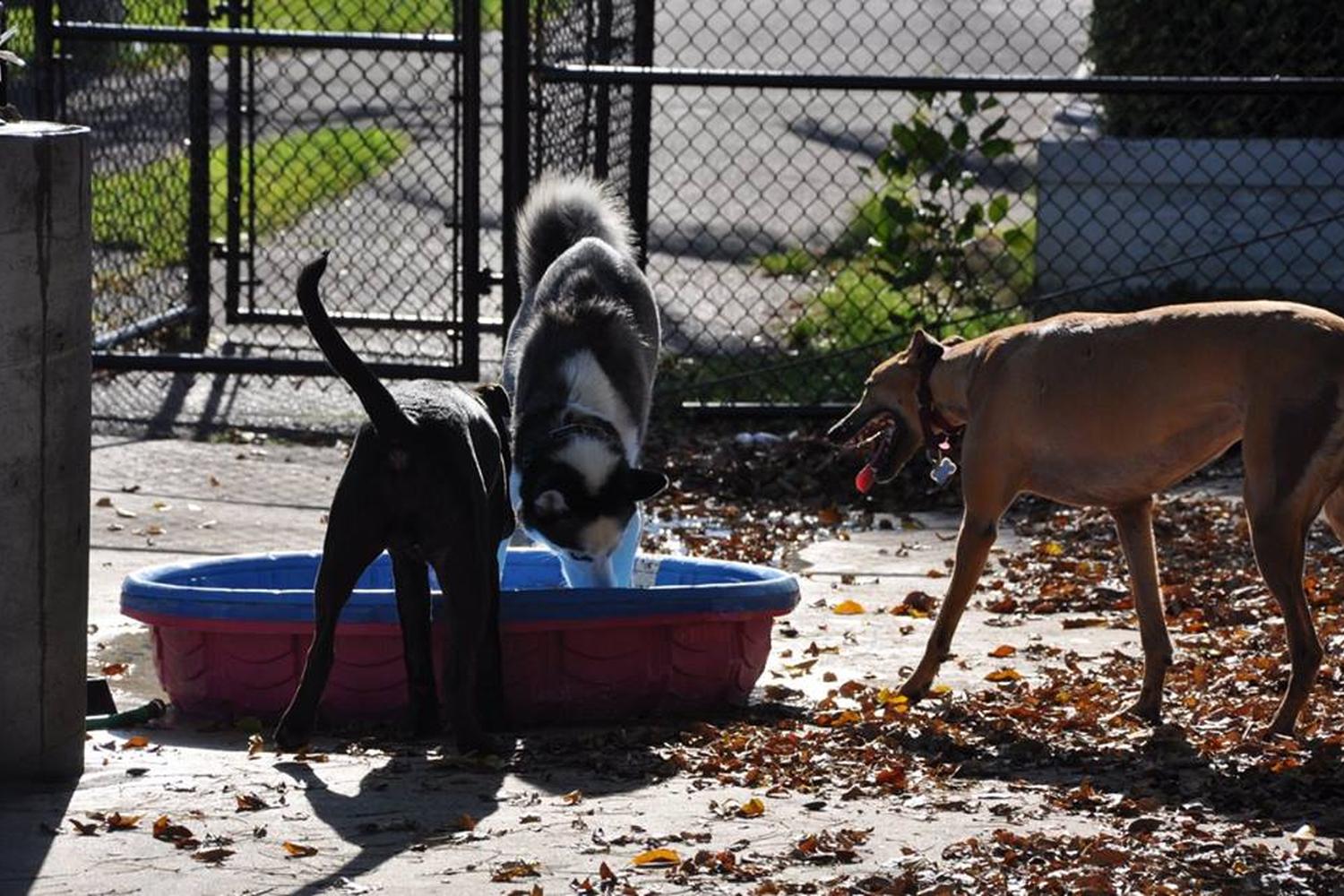 Dr. Steven G. Paul Dog Park 5