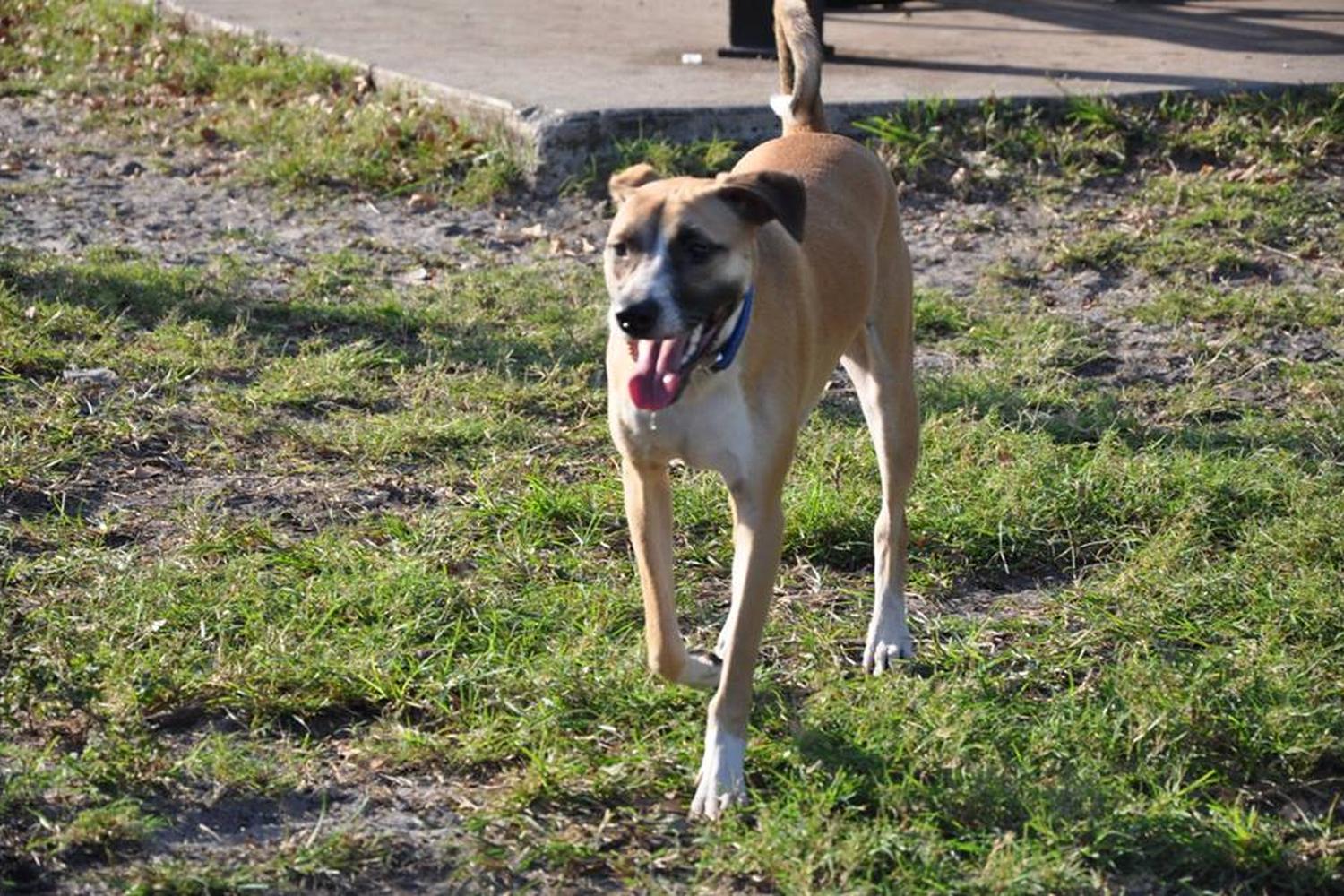 Dr. Steven G. Paul Dog Park 9