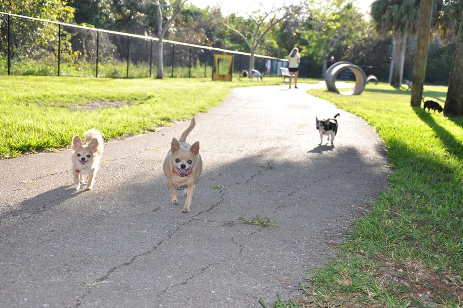 Dr. Steven G. Paul Dog Park 4