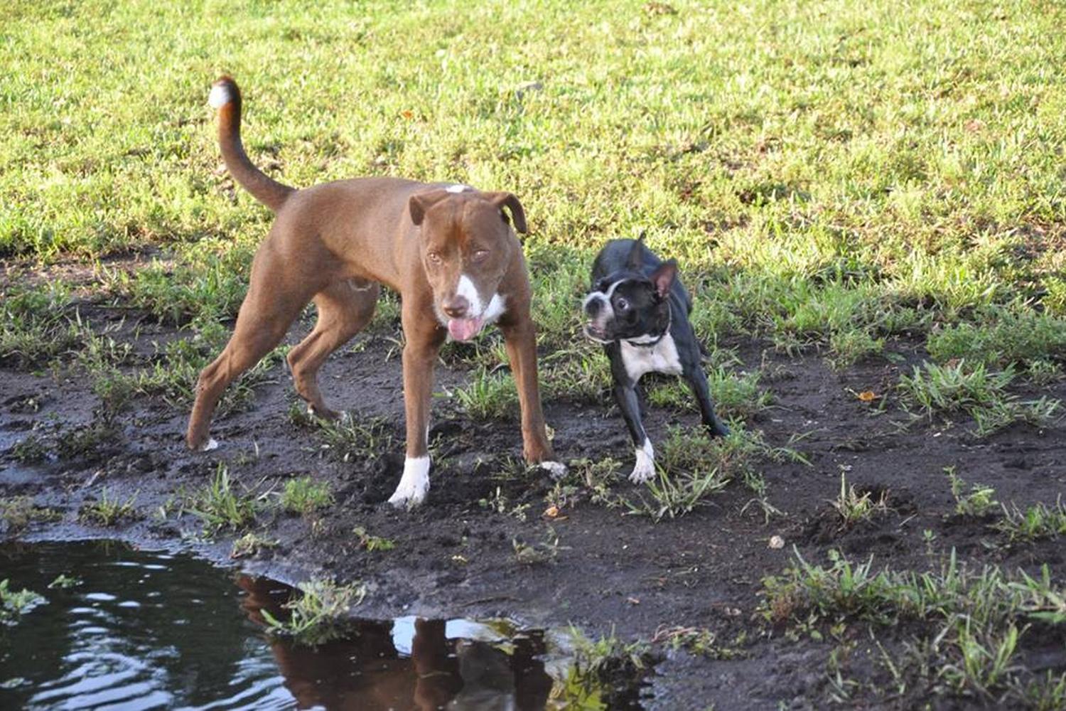 Dr. Steven G. Paul Dog Park 2