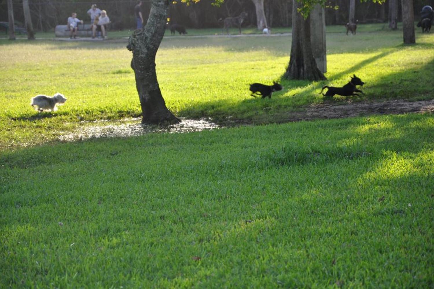 Dr. Steven G. Paul Dog Park 1