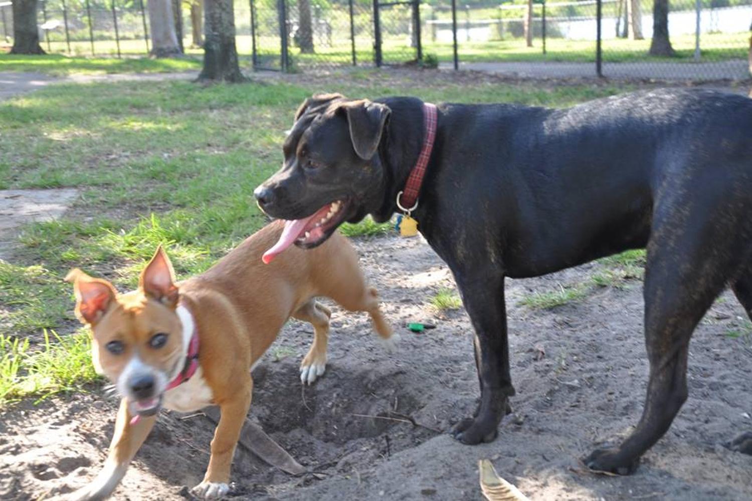 Dr. Steven G. Paul Dog Park 0