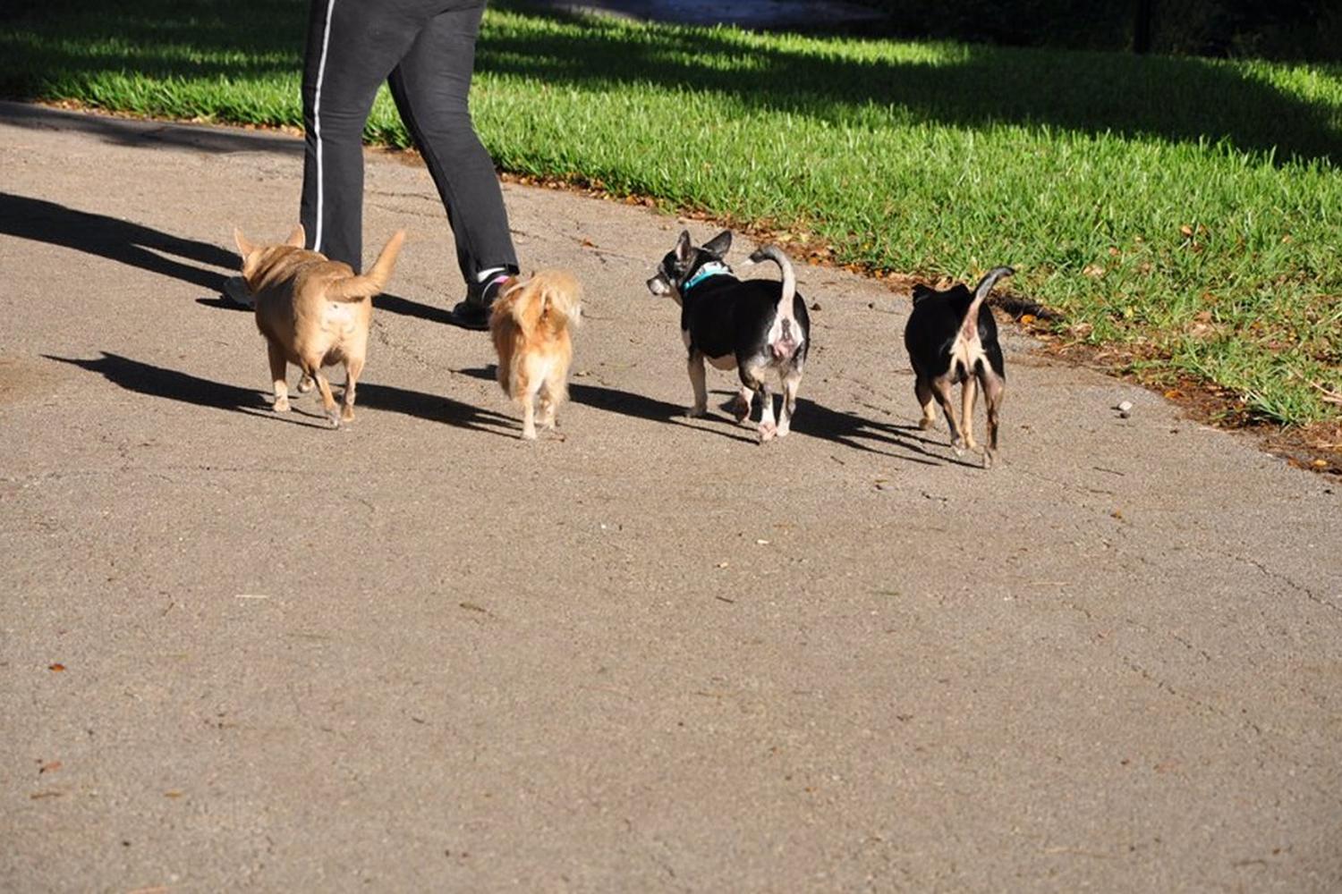 Dr. Steven G. Paul Dog Park 3