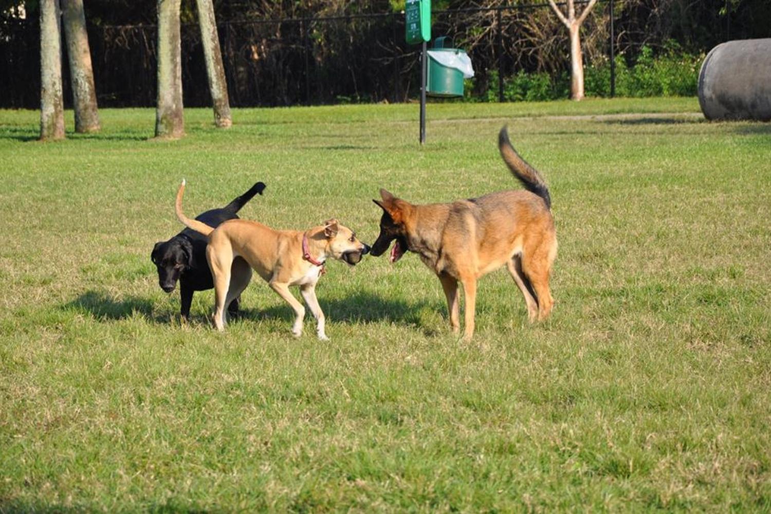 Dr. Steven G. Paul Dog Park 8