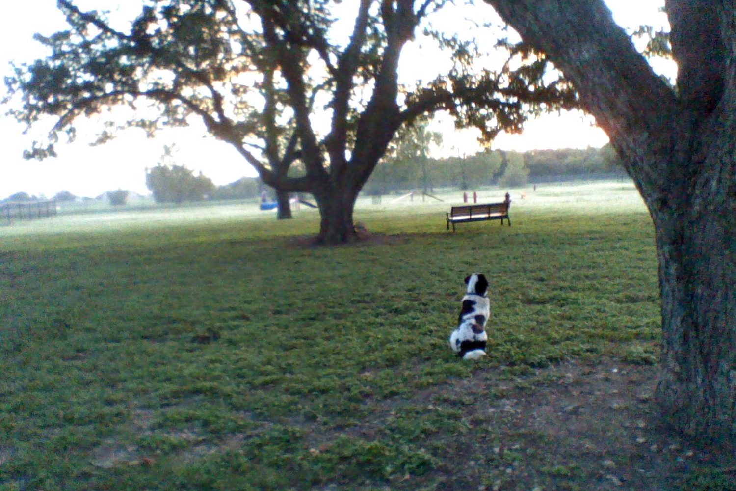 Georgetown Bark Park 0