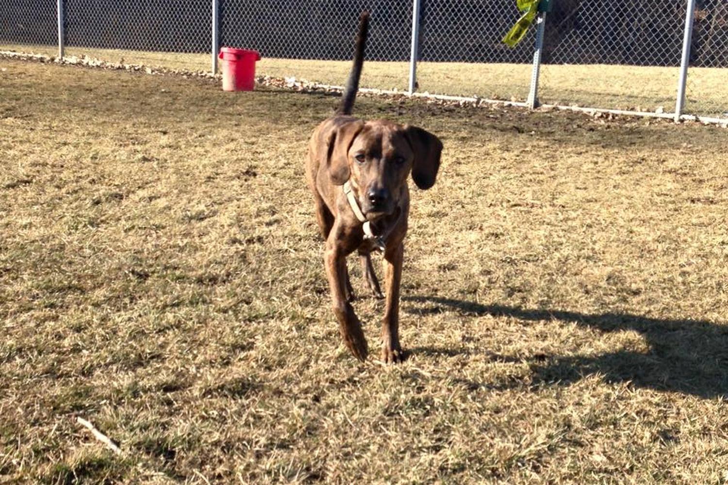 Akron Dog Park at Cascade Valley Park 5