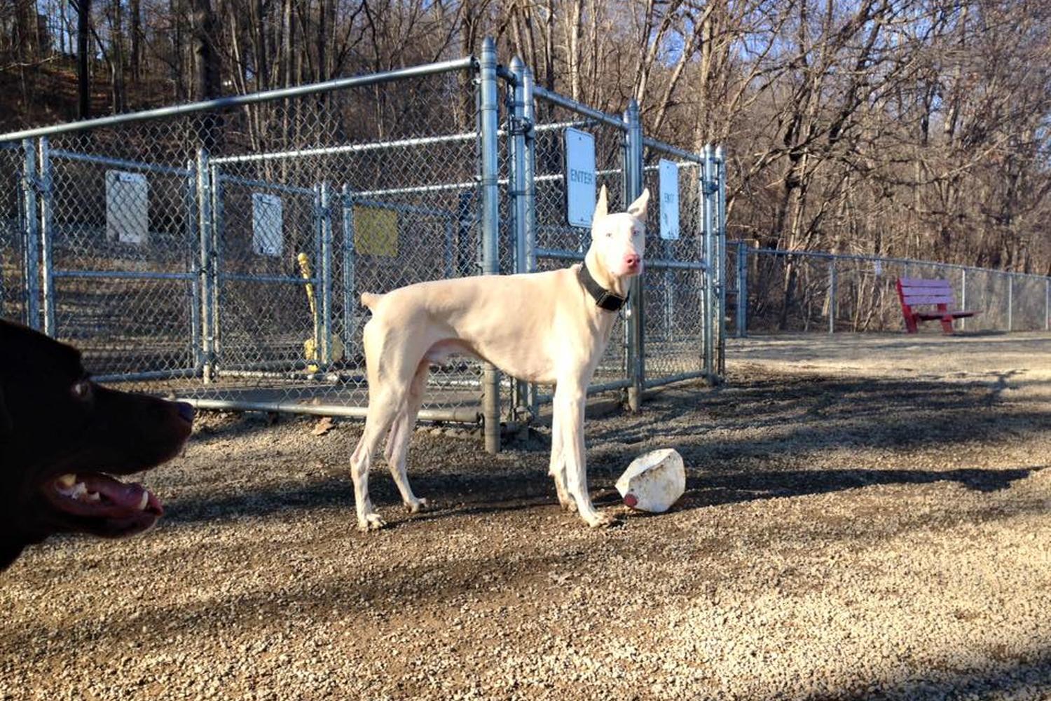 Akron Dog Park at Cascade Valley Park 2