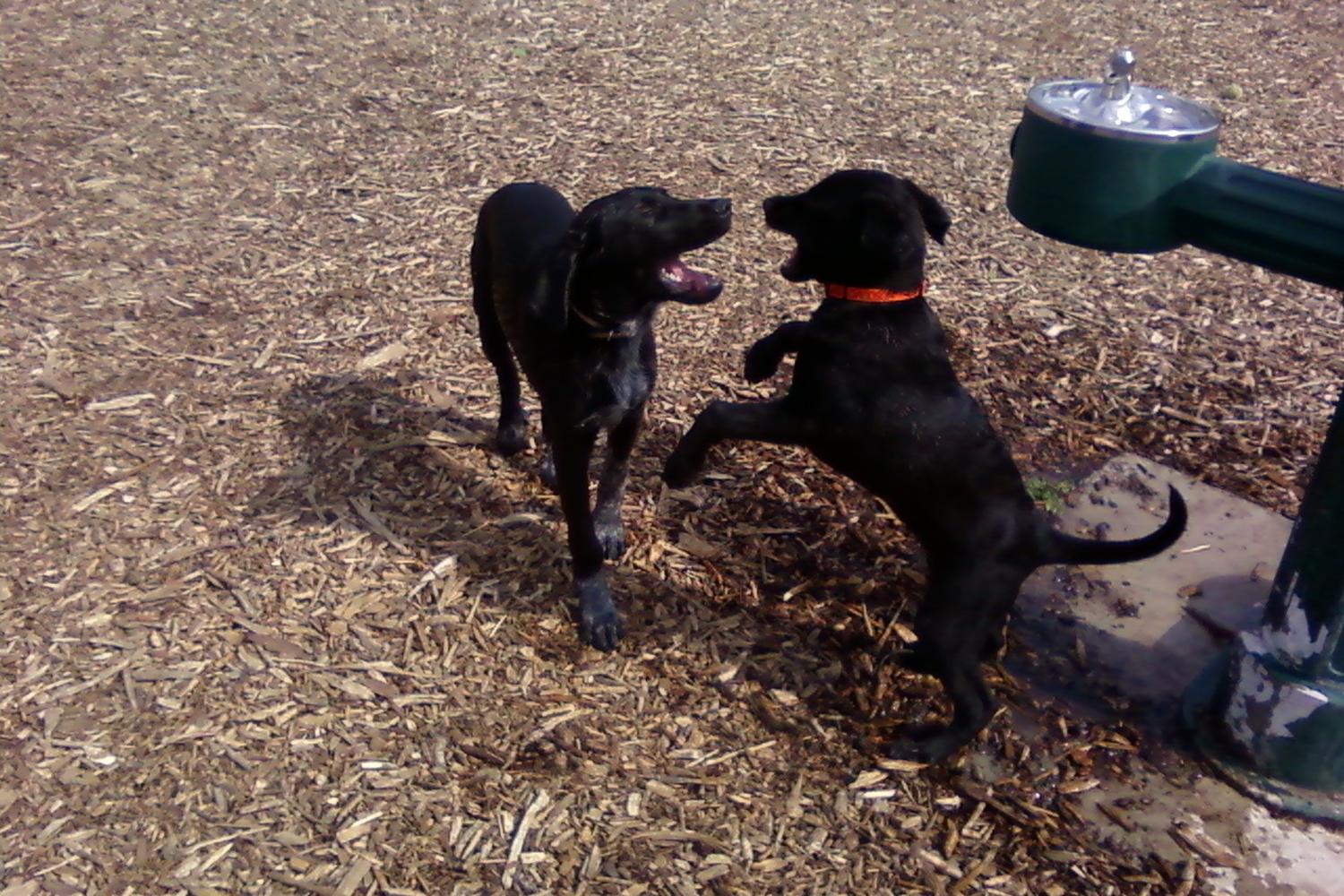 Stuart Dog Park 0