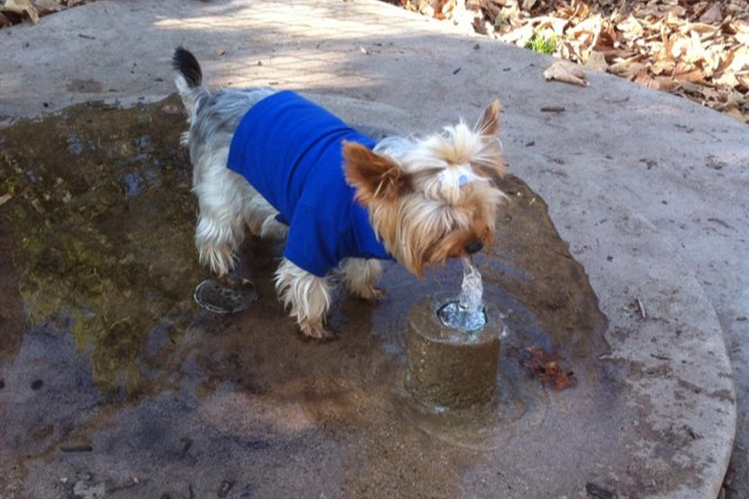 Oberrieder Dog Park 1