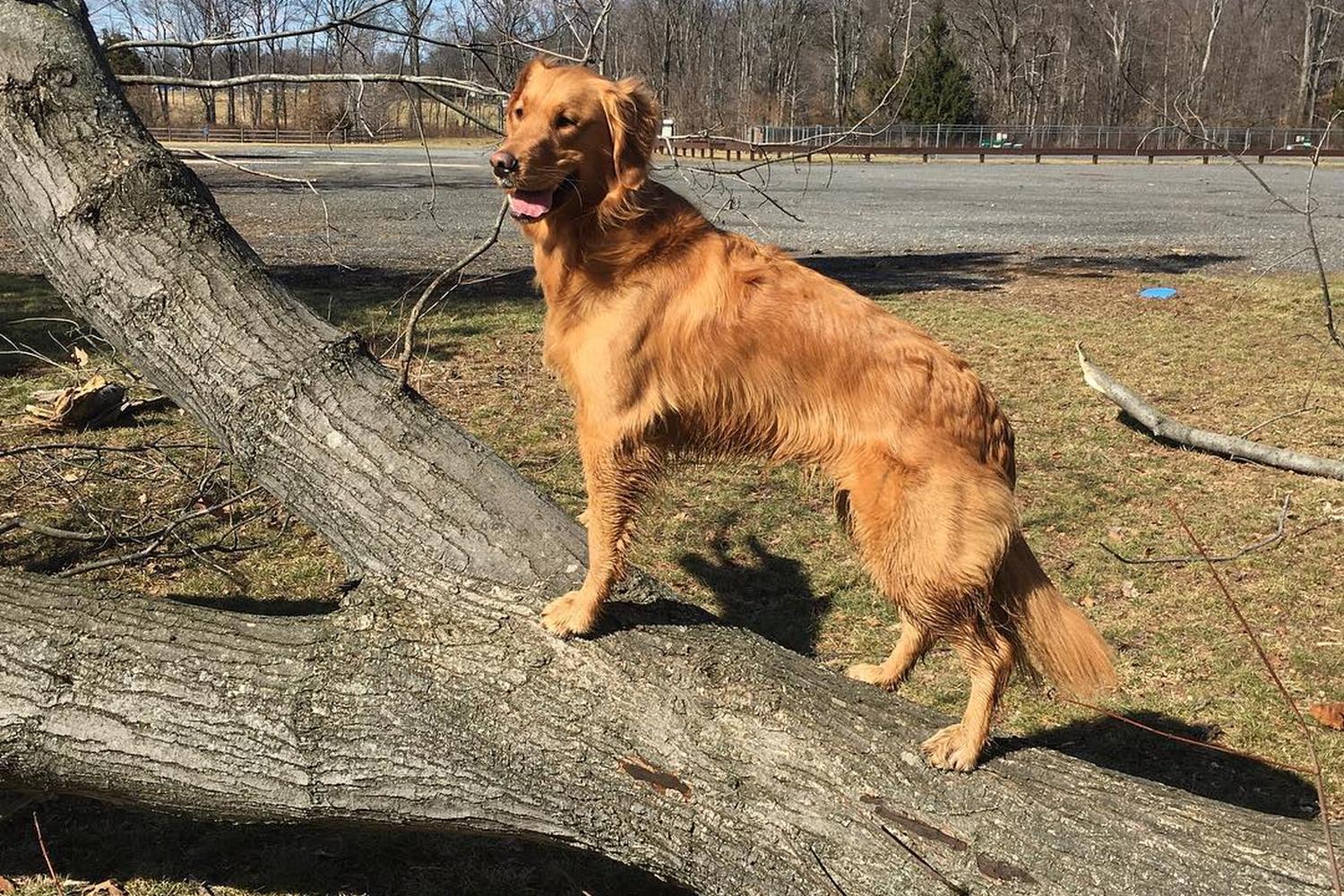 North Brunswick Community Dog Park 4