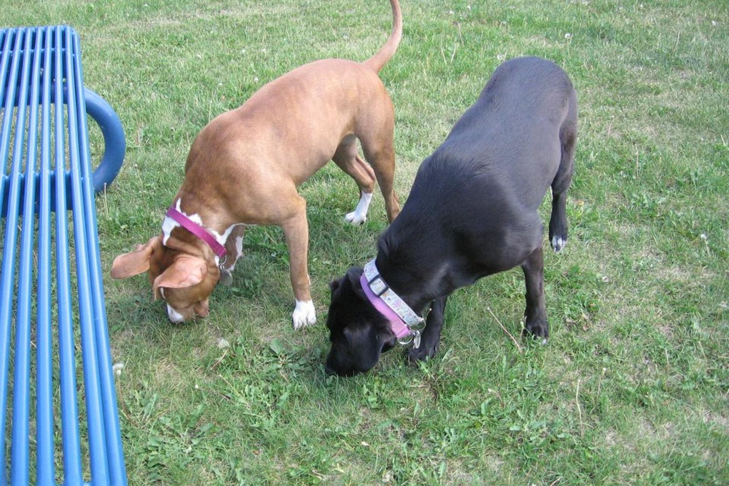 Yunker Farm Dog Park 5