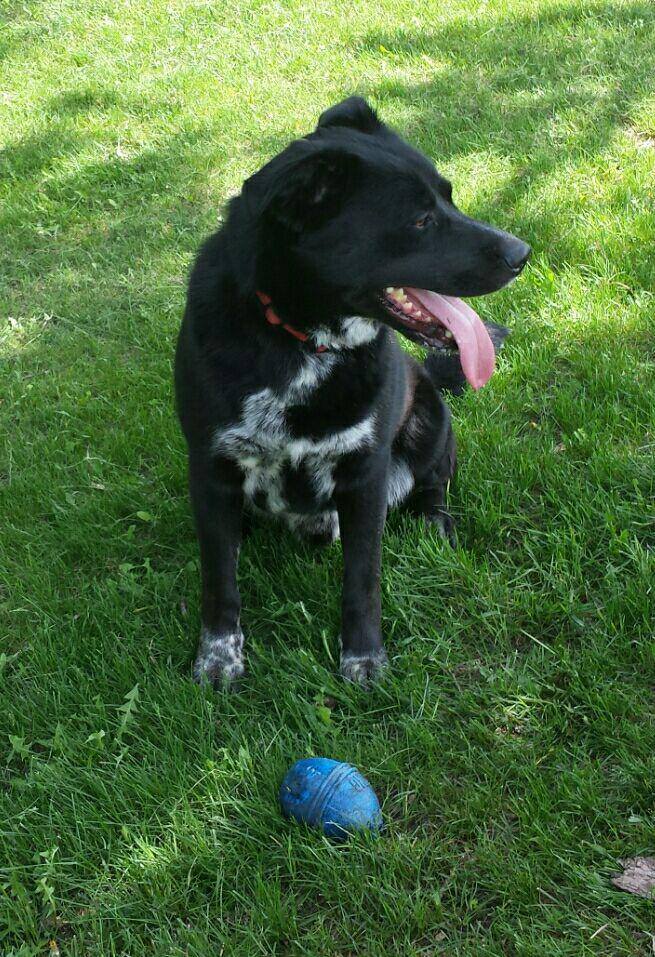 Yunker Farm Dog Park 6