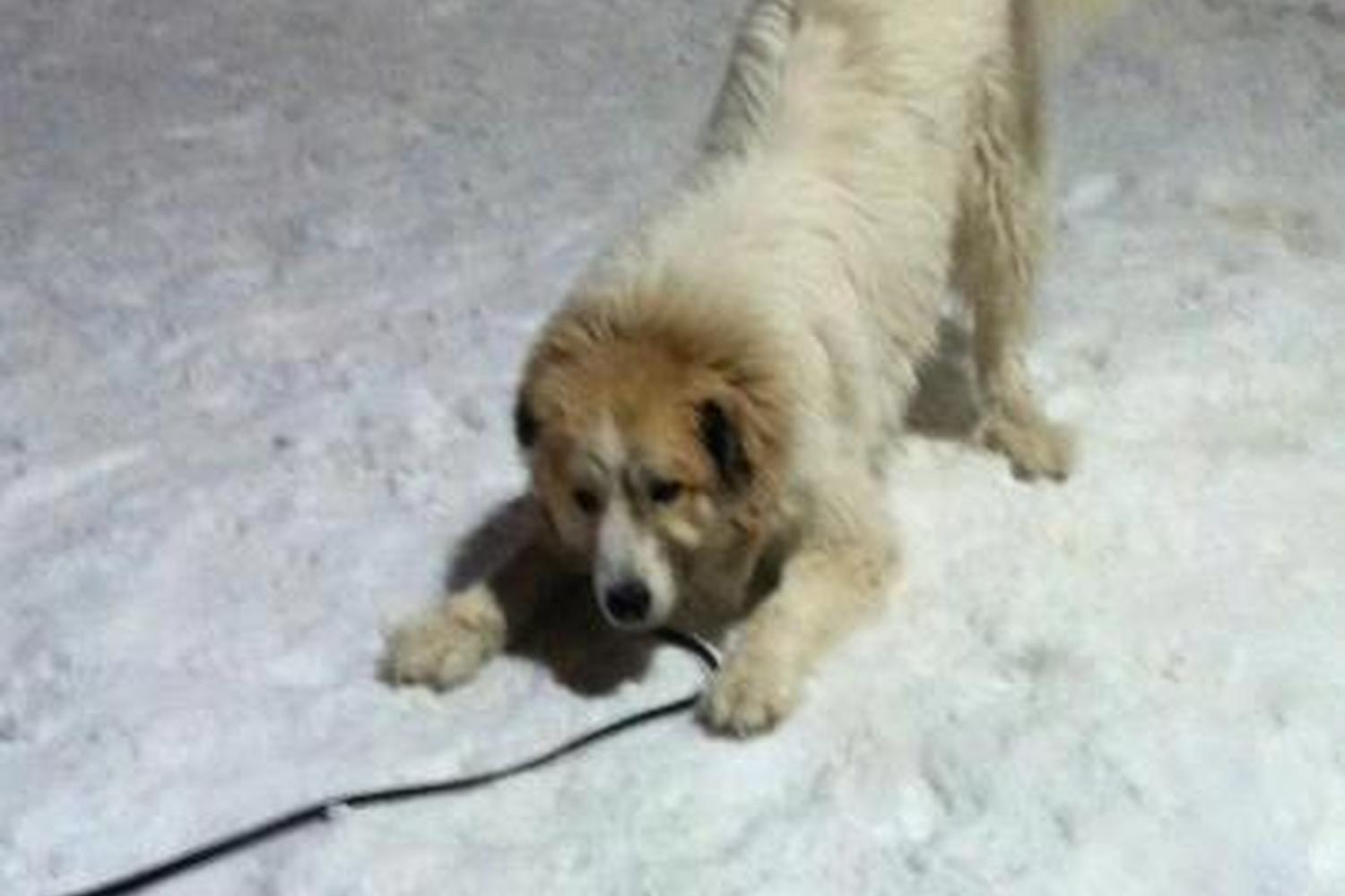 Yunker Farm Dog Park 0