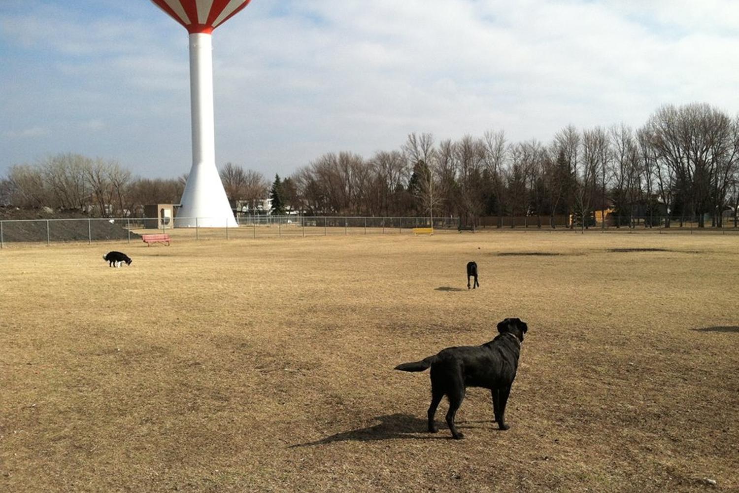 Yunker Farm Dog Park 3
