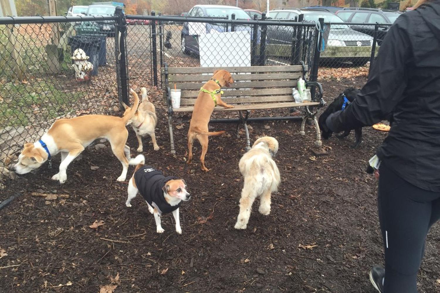 Melrose Dog Park 5