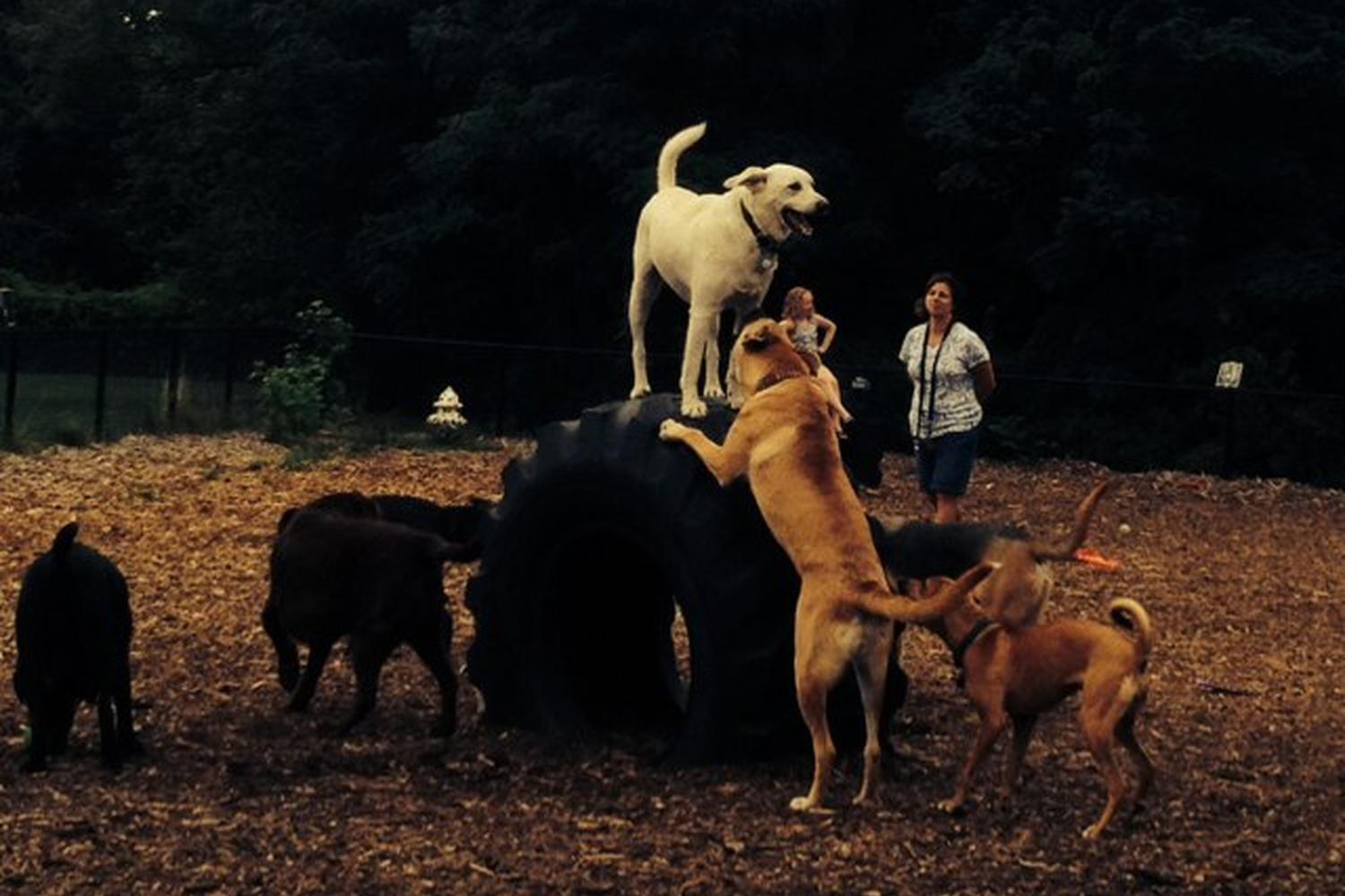 Melrose Dog Park 2