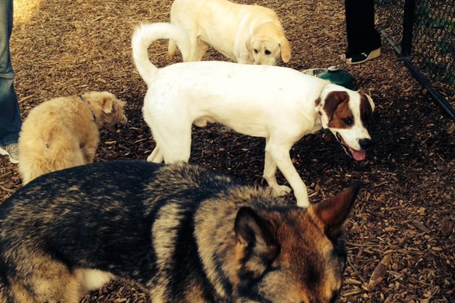 Melrose Dog Park 1