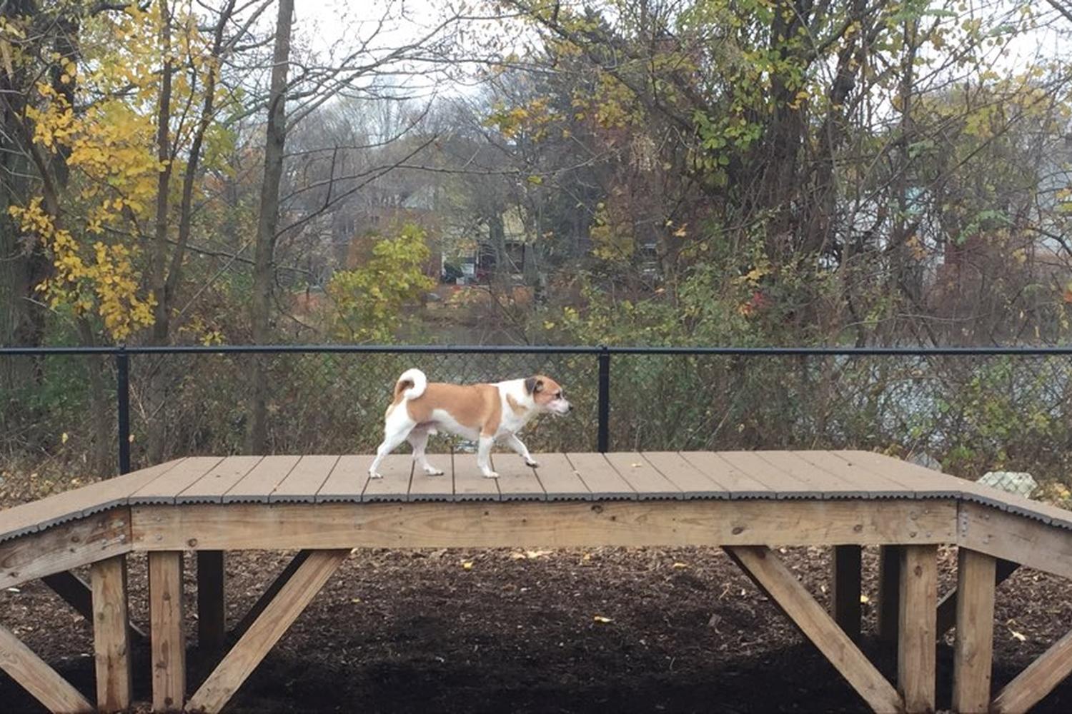 Melrose Dog Park 3