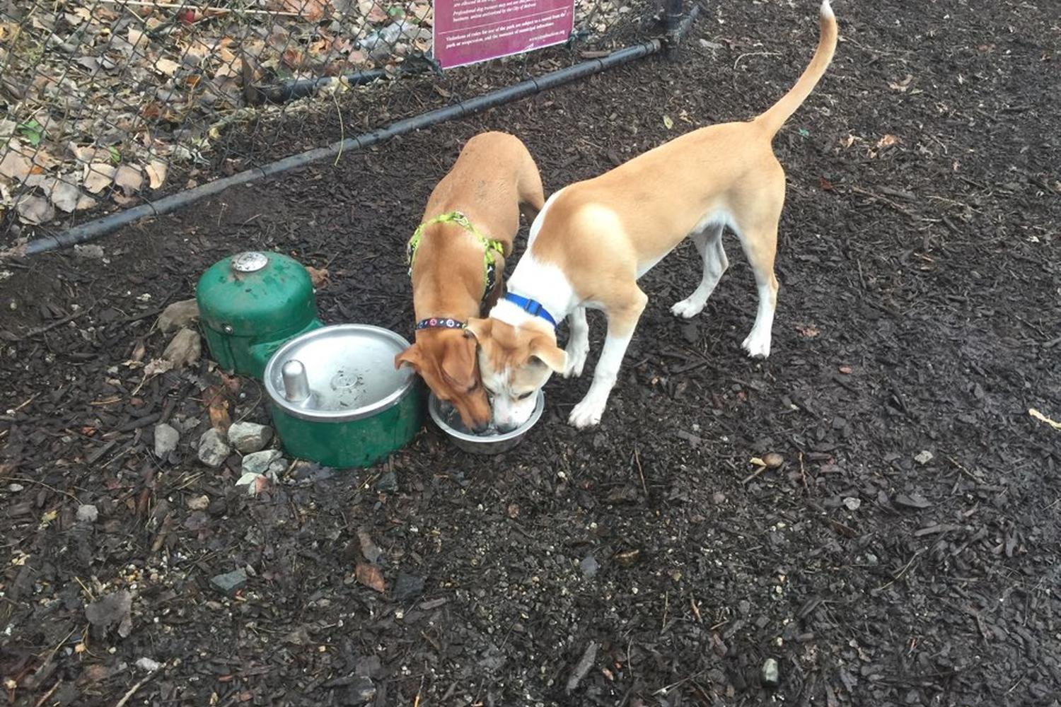 Melrose Dog Park 4