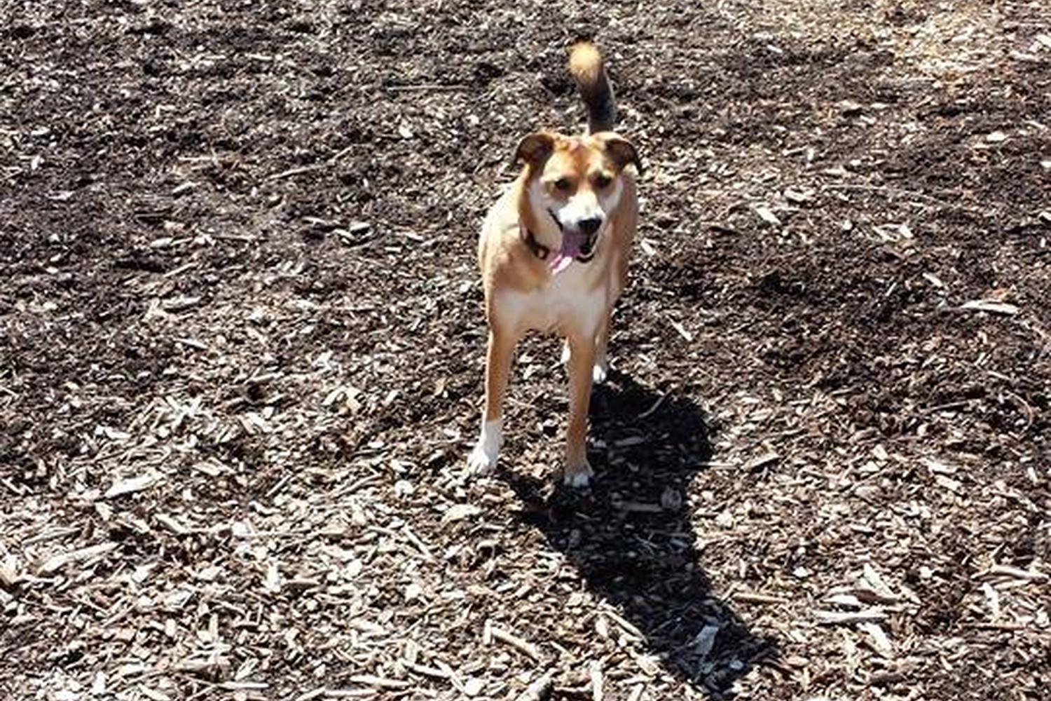 Sprout Brook Dog Park 0